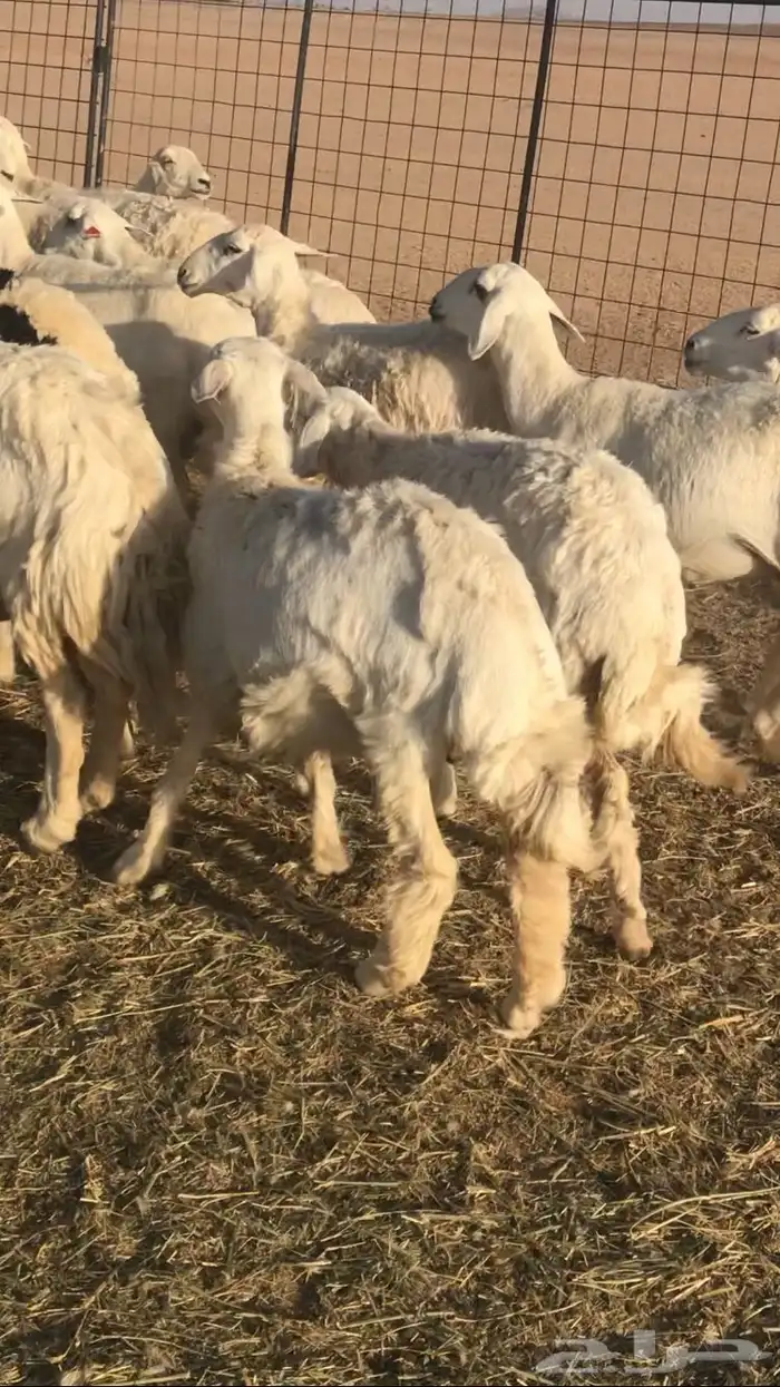 حريات مراح حرش 3