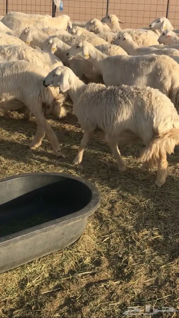 حريات مراح حرش 6