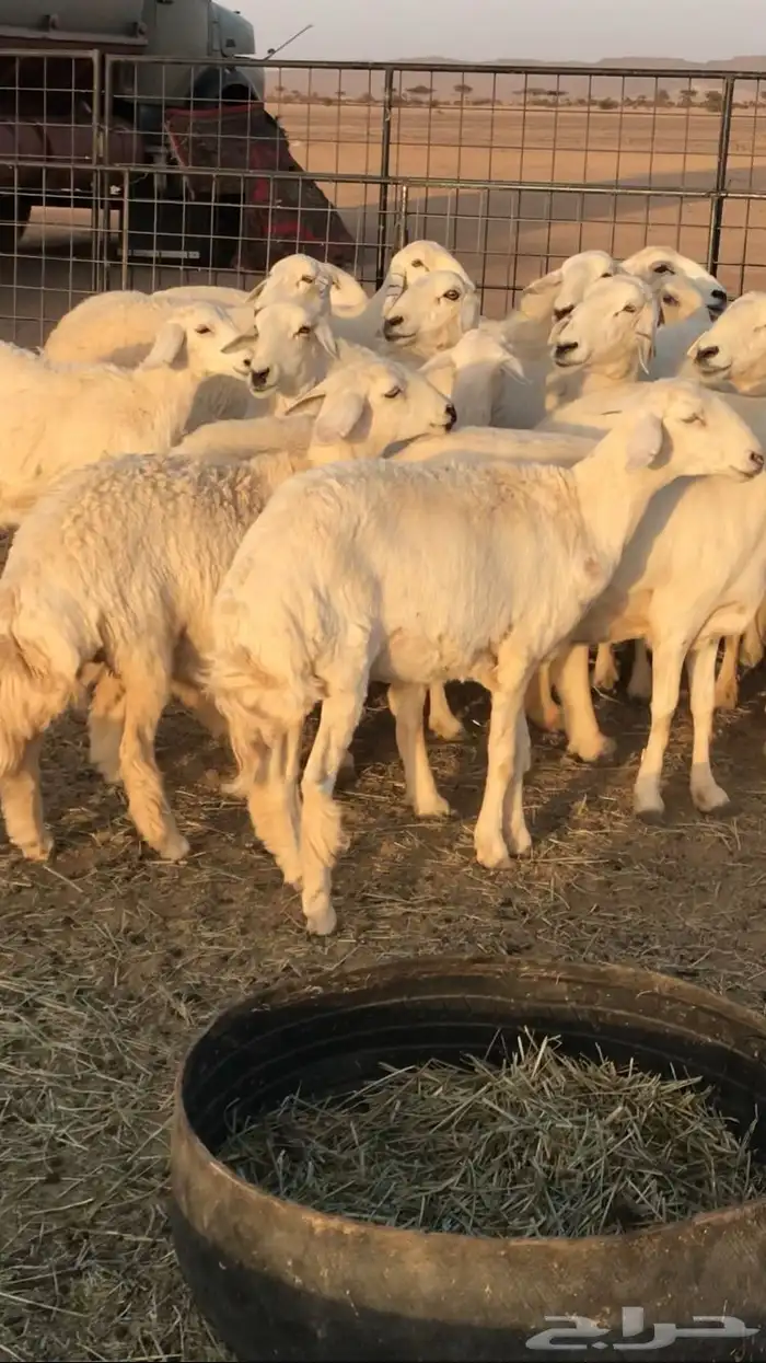 حريات مراح حرش 11