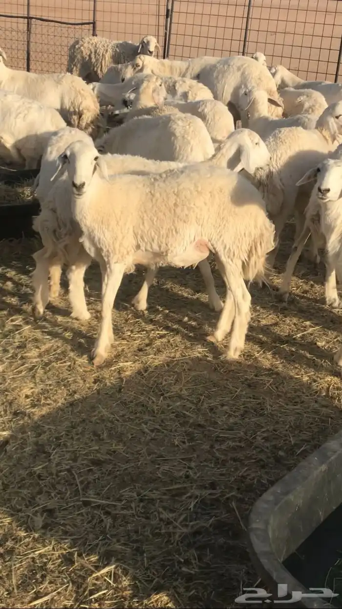حريات مراح حرش 5