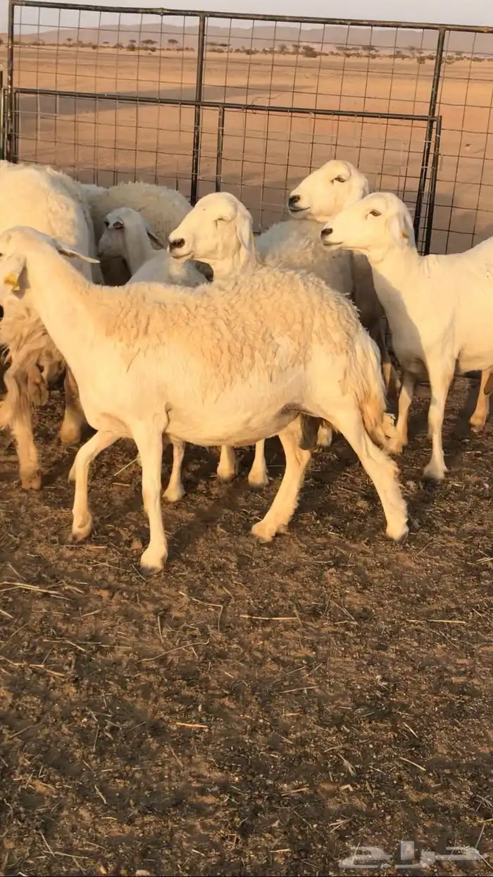 حريات مراح حرش 8