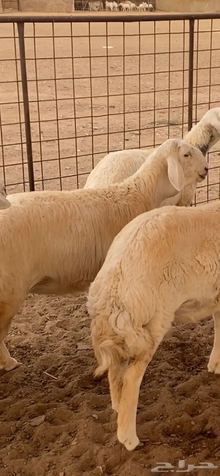 مشاريع فحول صنف الاعمار من 3 شهور الى 6 2