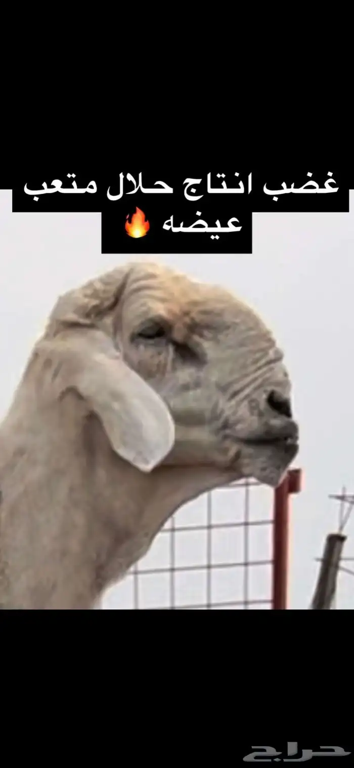 مشاريع فحول صنف الاعمار من 3 شهور الى 6 0
