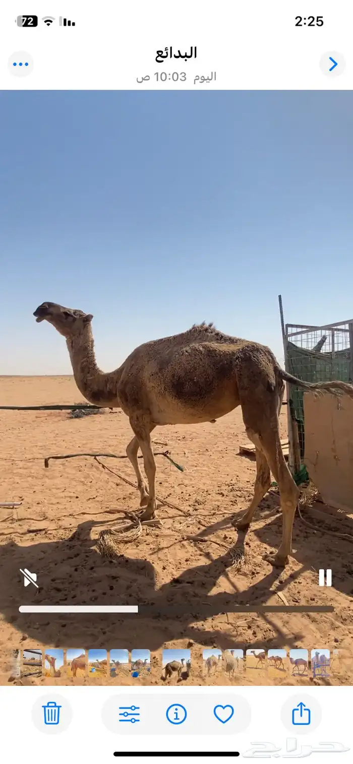 للبيع الضريبه الطيبه 0