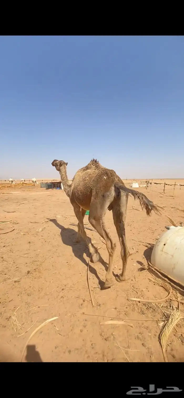 للبيع الضريبه الطيبه 4