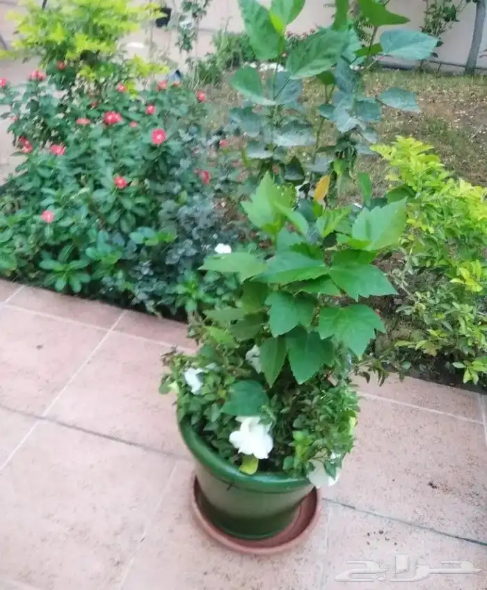 تنسيق الحدائق المنزلية 2