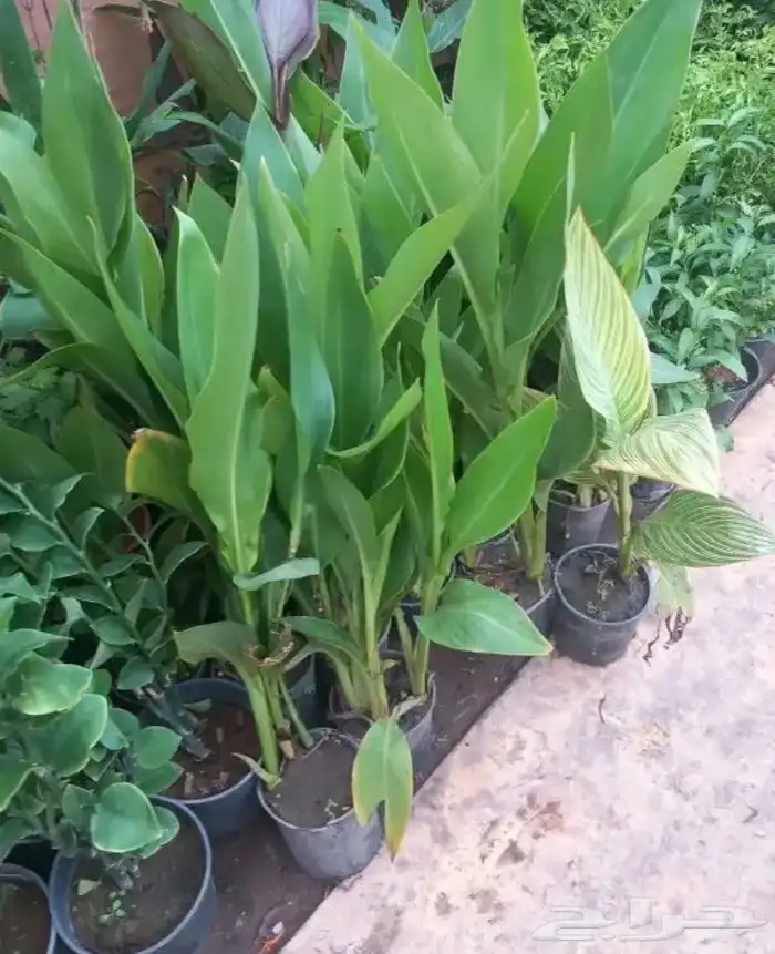 تنسيق الحدائق المنزلية 0