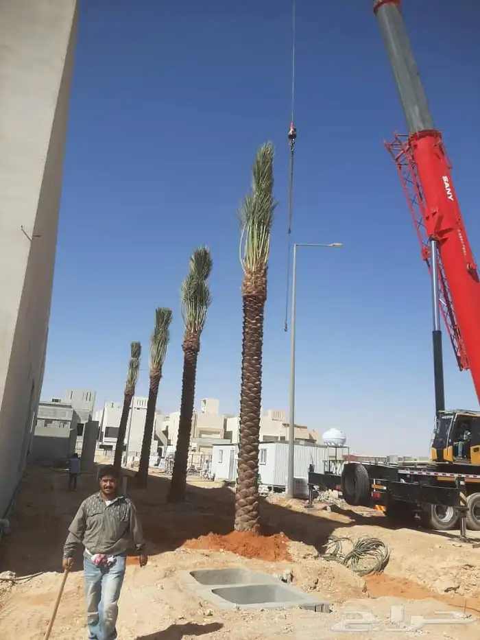 الزلفي 3