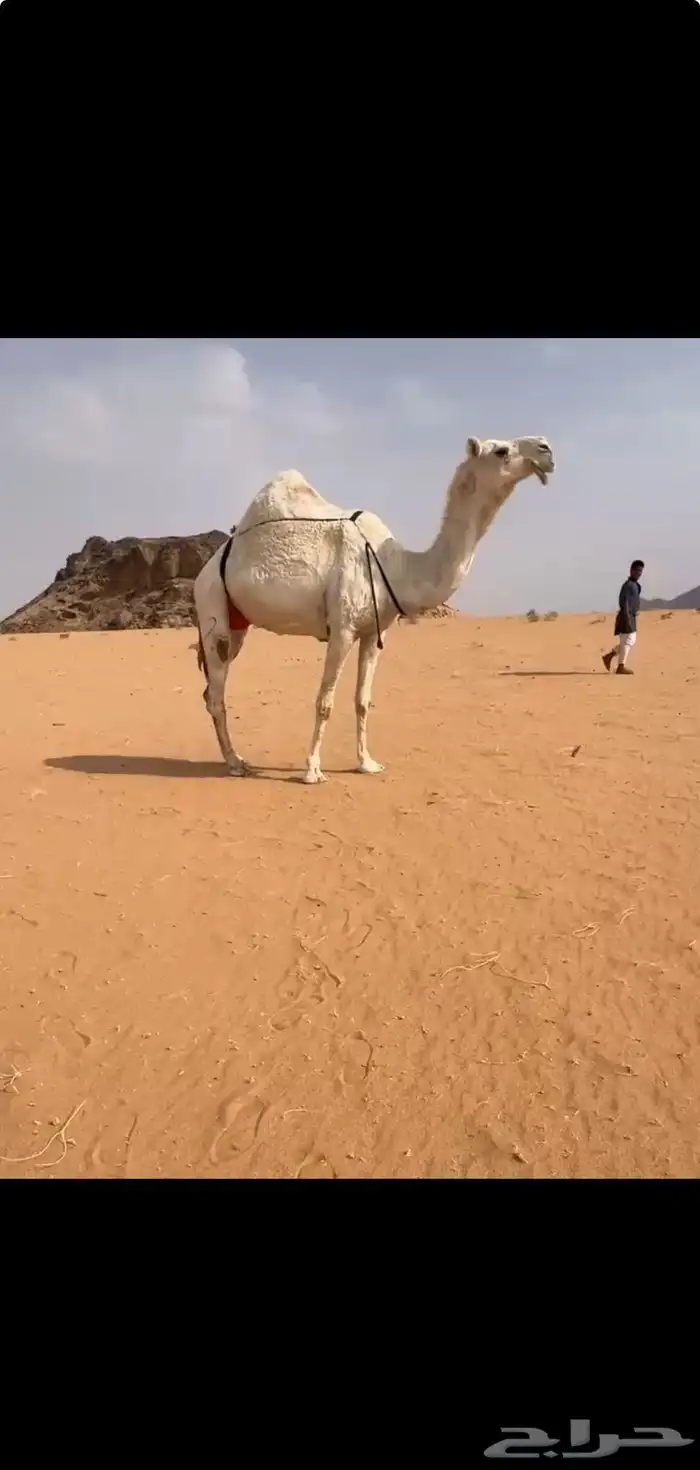 للبيع وضحاء وشعلا كفوو 0