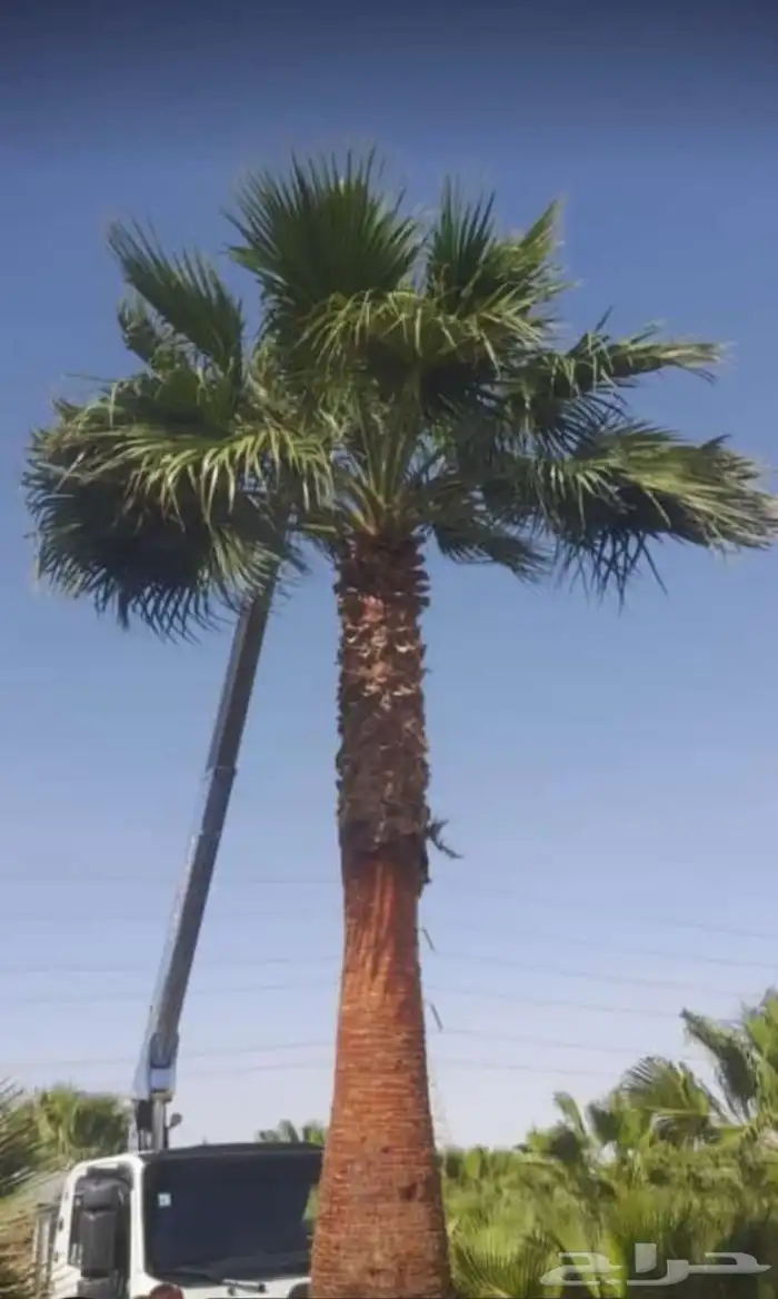 نخل واشنطن زينه درجه اولى ابو مروحه 5