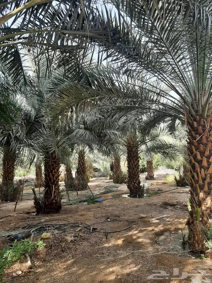 نخل جثايث للبيع سكري شقرا نبته علي 0