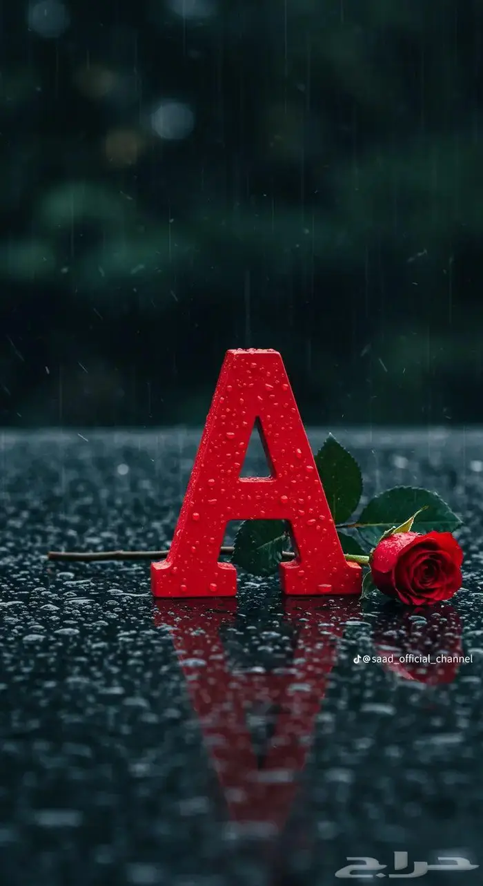 مطلوب شقه او فله مرهونه 0