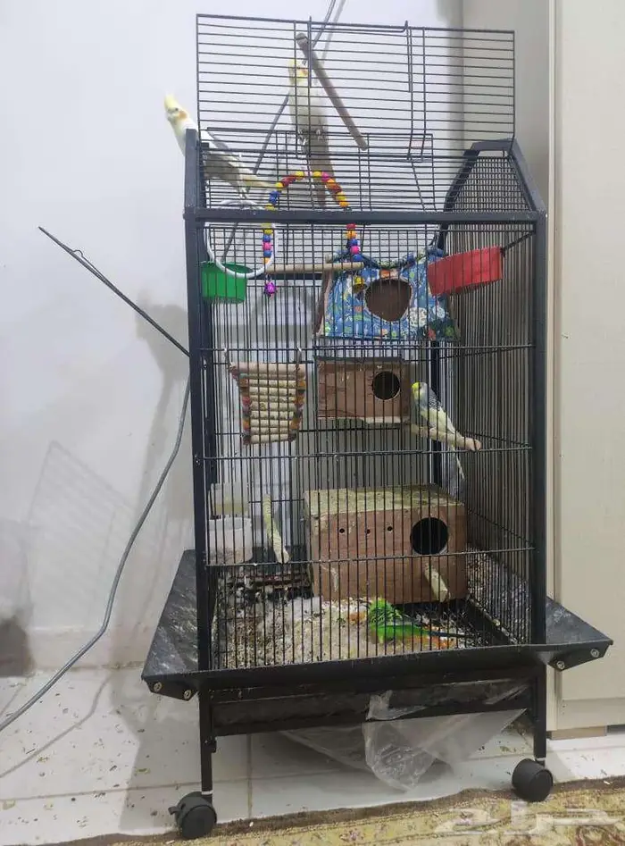 PARROTS Cockatiel (pair)   Budgie (pair) With Cage 4