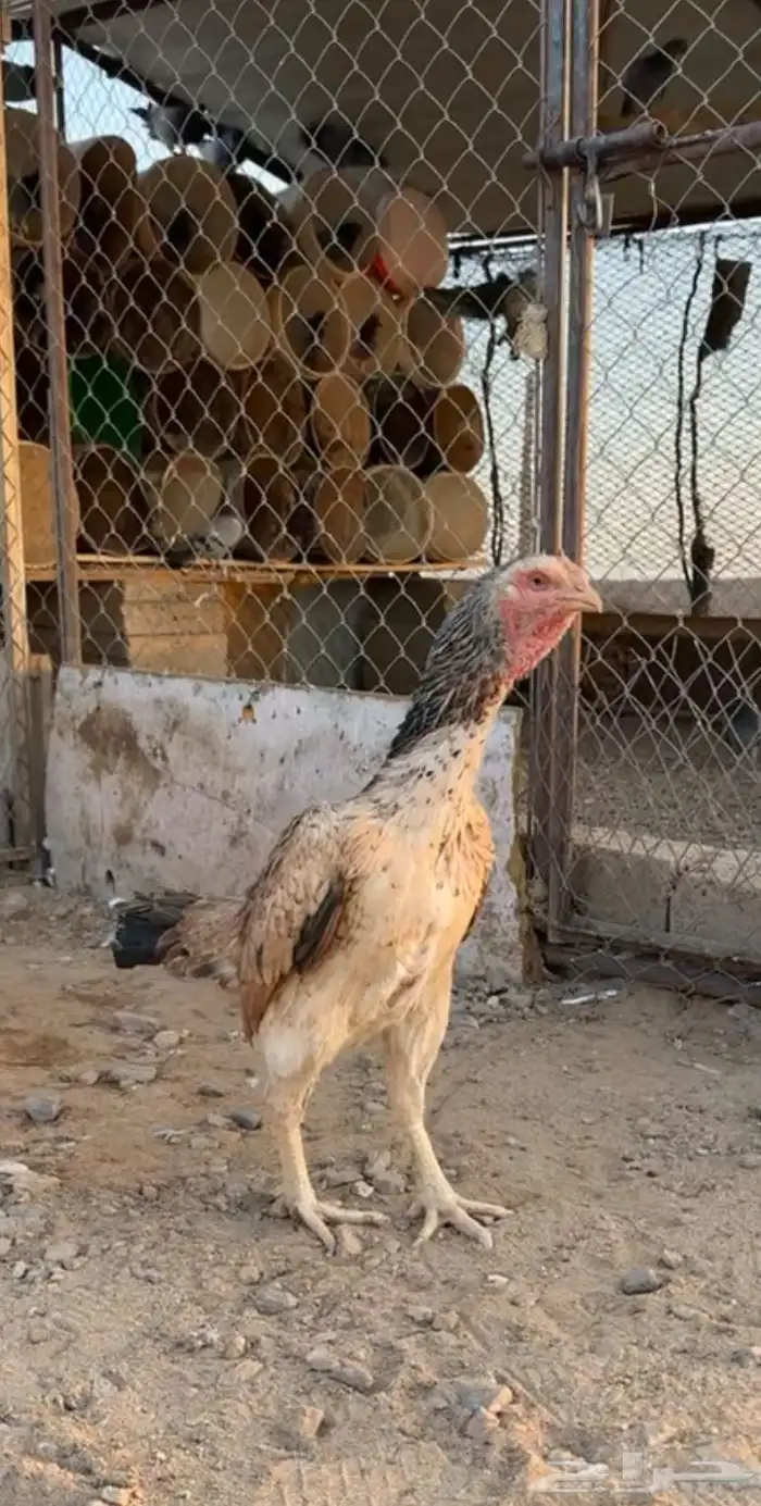 البيع دجاجه شامو ياباني 1