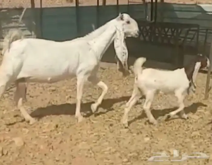 للبيع عنز طيبه وجرم ناهي واذن راهيه معها جفرة عمرها شهر ونص 0