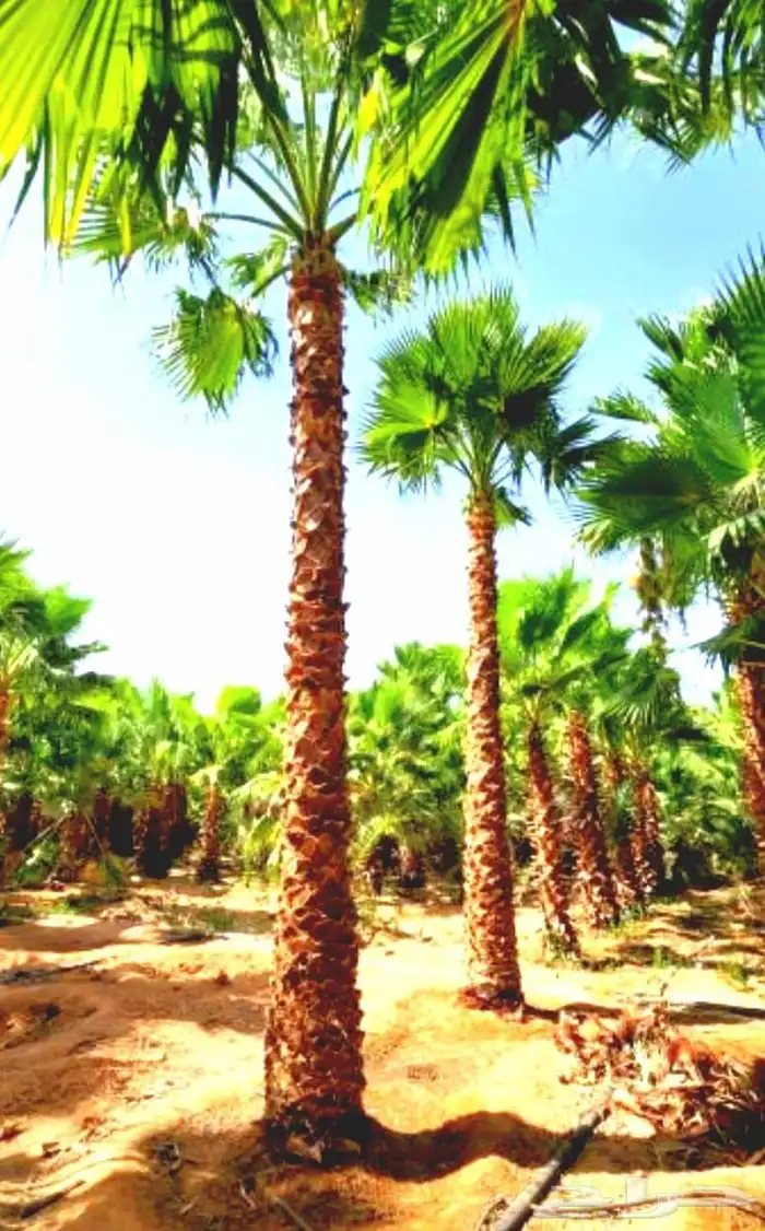 نخل مثمر للبيع نخل واشنطني زينه للبيع نقايل صقعي برحي سكري 6