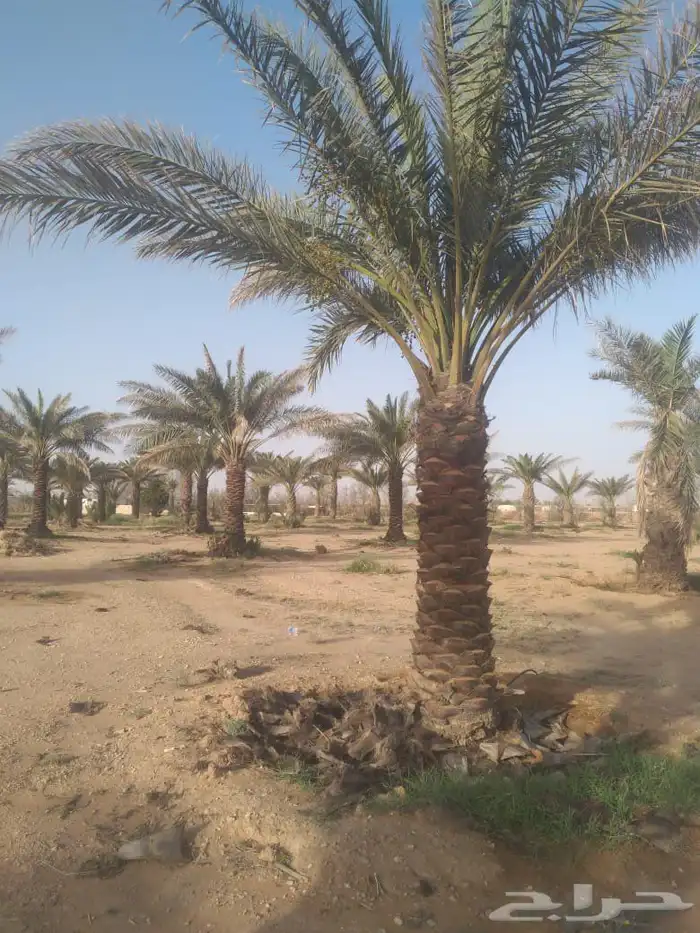 نخل للبيع 6