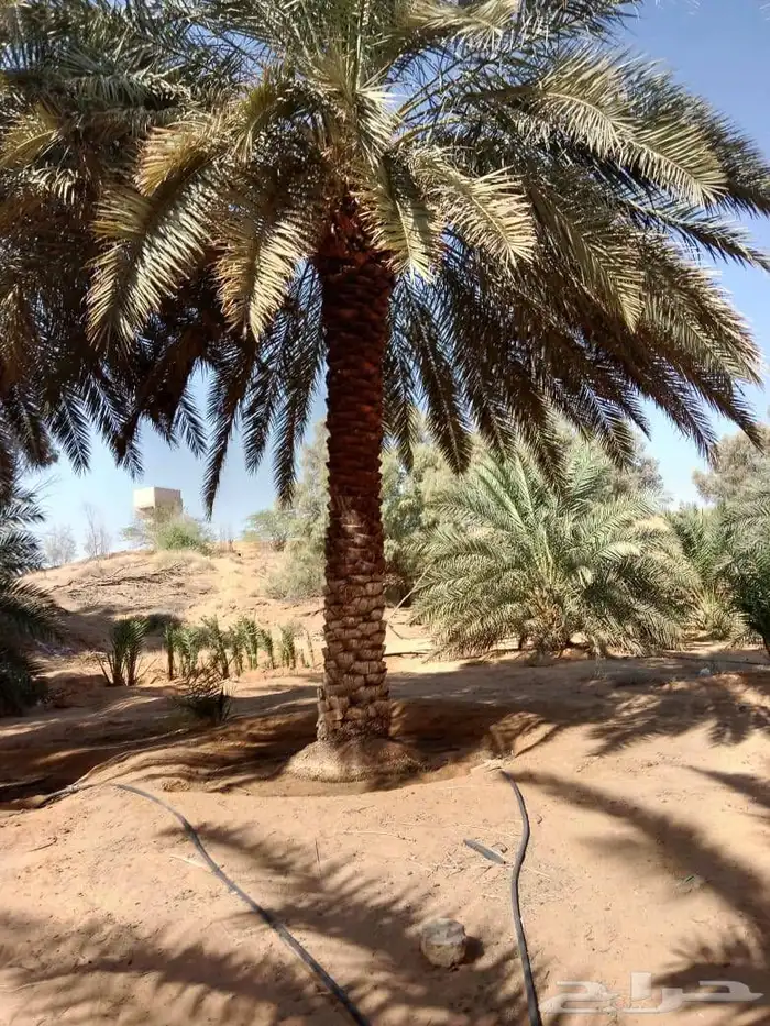 نخيل خضري فاخر للبيع من 3متر لا 4متر 3