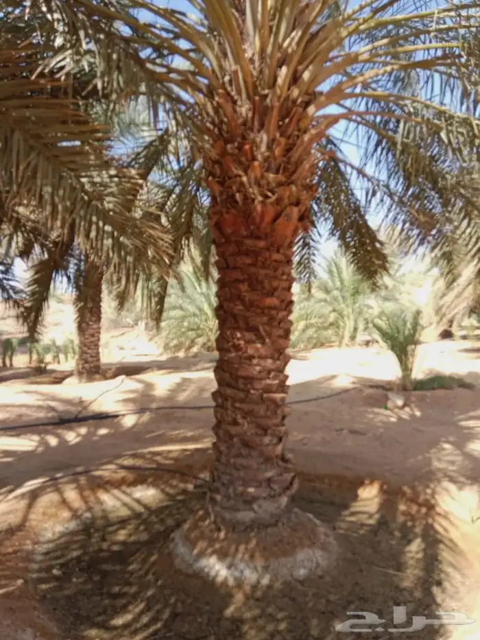 نخيل خضري فاخر للبيع من 3متر لا 4متر 5
