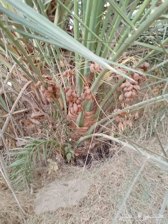 نخل مثمر نخيل صقعي اخلاص مجدول عجوه سكري خضري 6