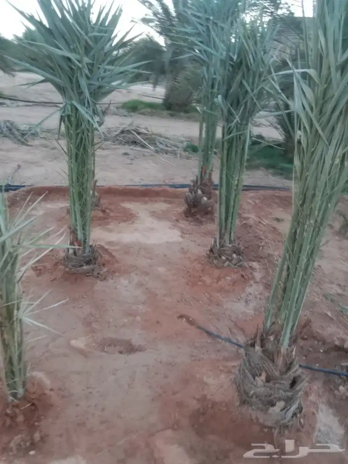 نعمل في مجال النخيل تكريب وتحويض وقلع وغرس فسايل 5