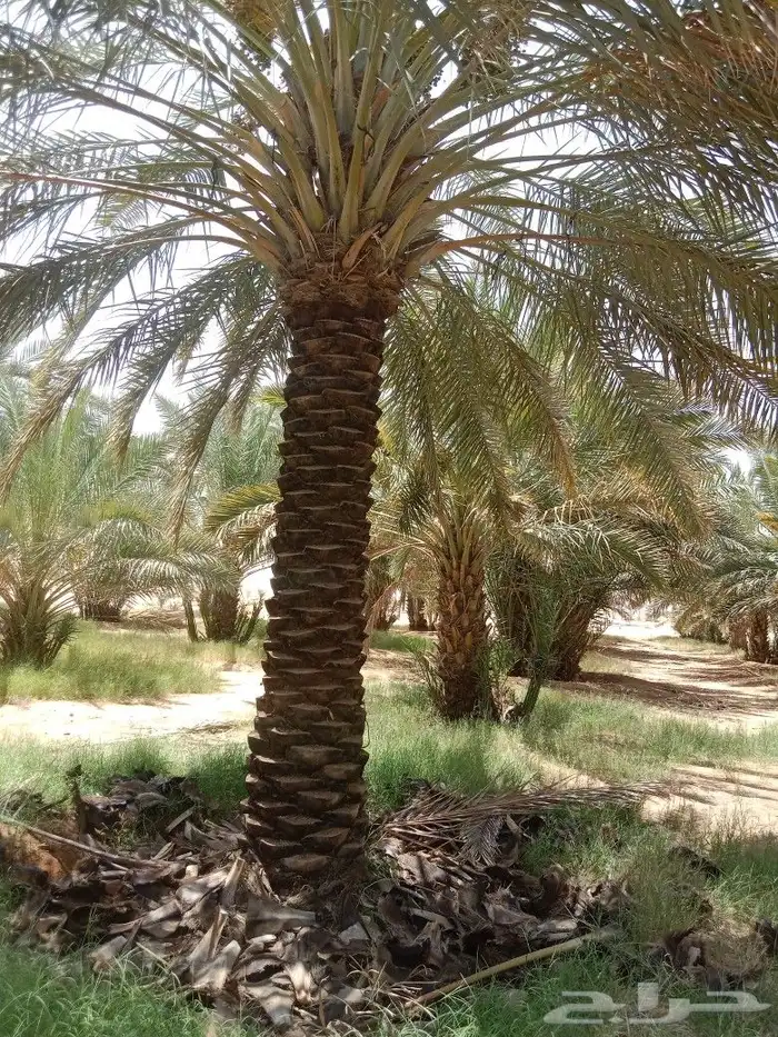 نعمل في مجال النخيل تكريب وتحويض وقلع وغرس فسايل 3