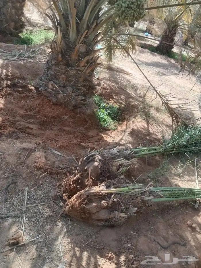 نعمل في مجال النخيل تكريب وتحويض وقلع وغرس فسايل 0