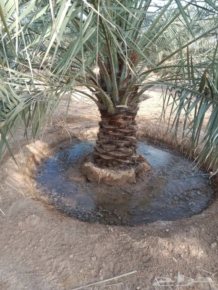 نعمل في مجال النخيل تكريب وتحويض وقلع وغرس فسايل 7