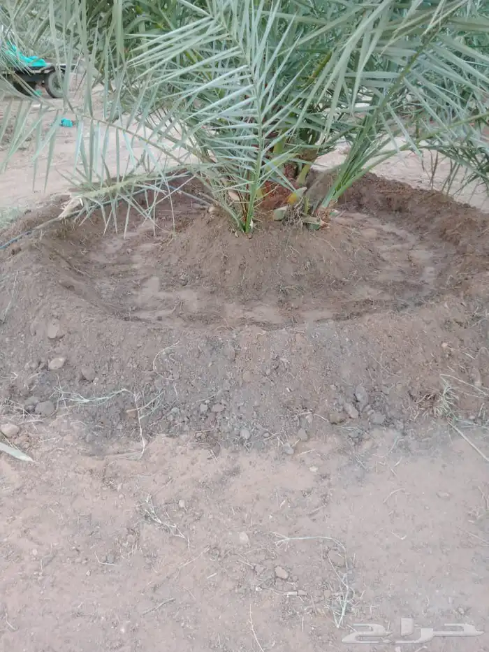 يوجد لدينا عمال تحويض تكريب تنضيف تقميع وفرز 3
