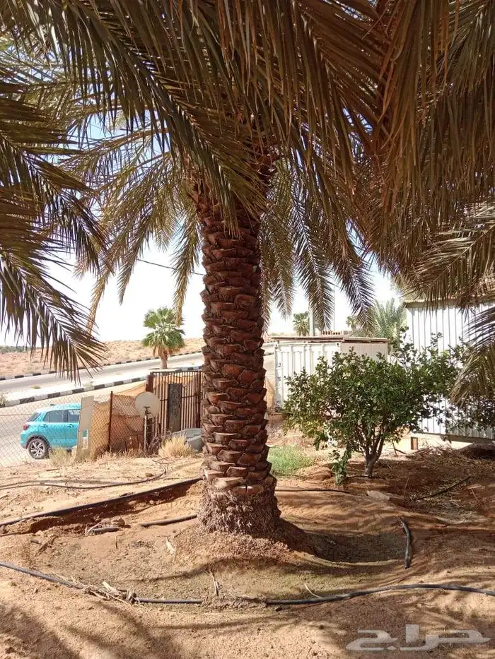 نخيل خضري فاخر للبيع من 3متر لا 4متر 0