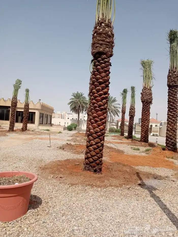 نخل مثمر للبيع نخل واشنطني زينه للبيع نقايل صقعي برحي سكري 9