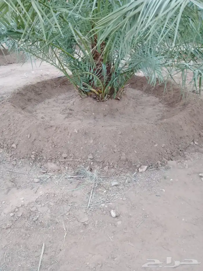 يوجد لدينا عمال تحويض تكريب تنضيف تقميع وفرز 2