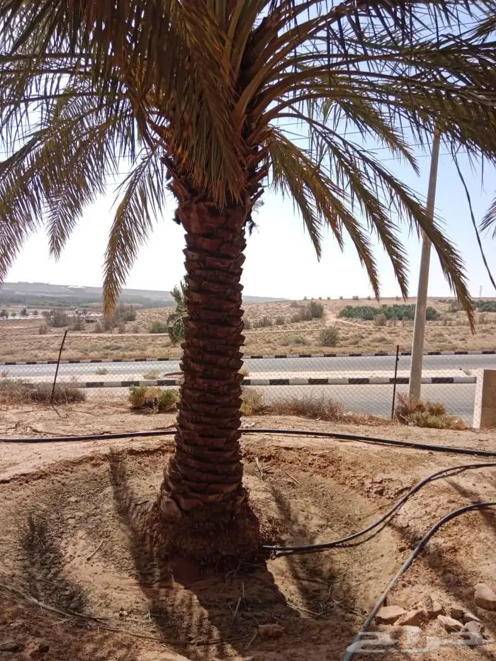 نخيل خضري فاخر للبيع من 3متر لا 4متر 4
