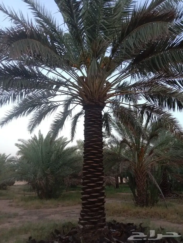 نعمل في مجال النخيل تكريب وتحويض وقلع وغرس فسايل 2