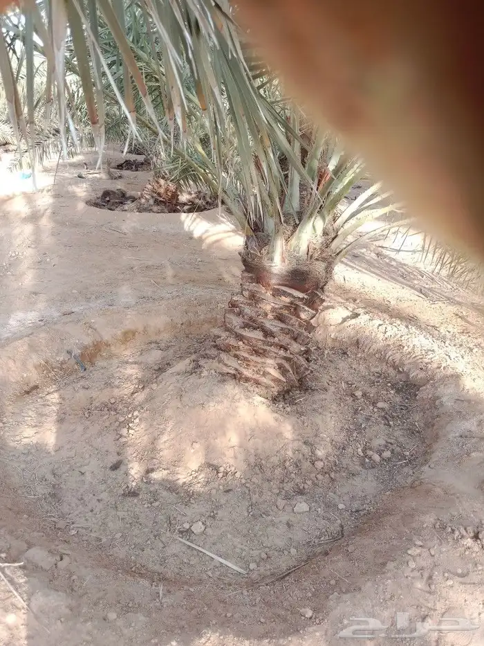 نعمل في مجال النخيل تكريب وتحويض وقلع وغرس فسايل 8
