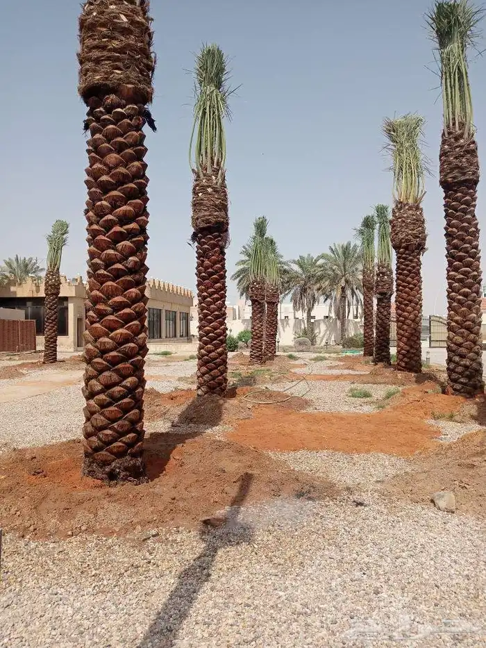 نخل مثمر للبيع نخل واشنطني زينه للبيع نقايل صقعي برحي سكري 8