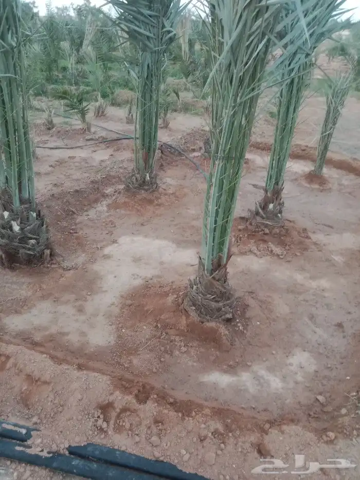 نعمل في مجال النخيل تكريب وتحويض وقلع وغرس فسايل 4