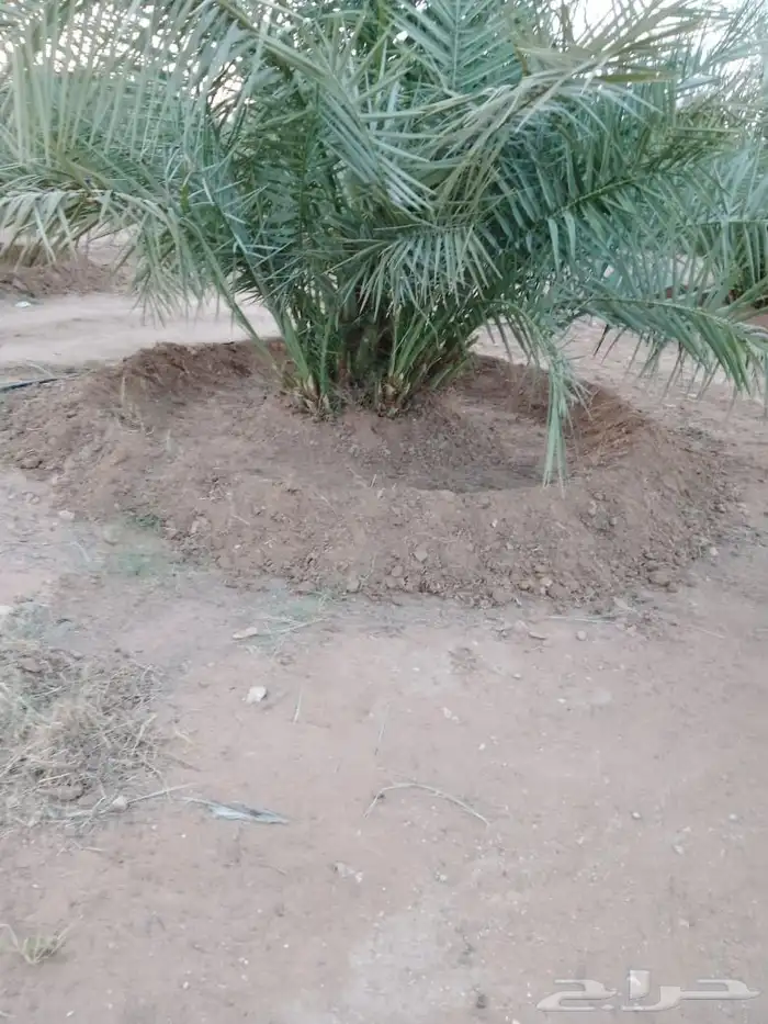يوجد لدينا عمال تحويض تكريب تنضيف تقميع وفرز 1