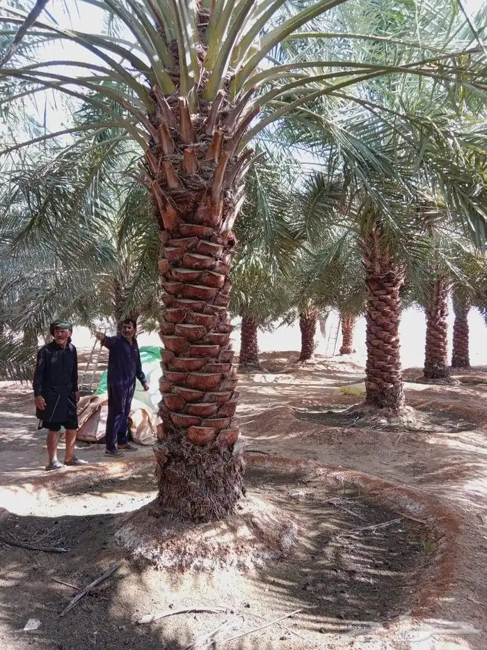 نخيل خضري فاخر للبيع من 3متر لا 4متر 2