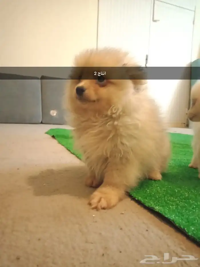 زوج كلاب منتج Pomeranian 4