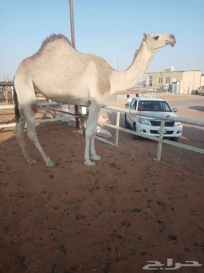 بكره لقيه اطيب من تصوير عظم و طفاح 0