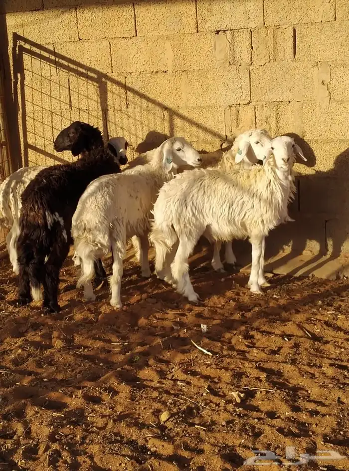 جدعان طيبه 0