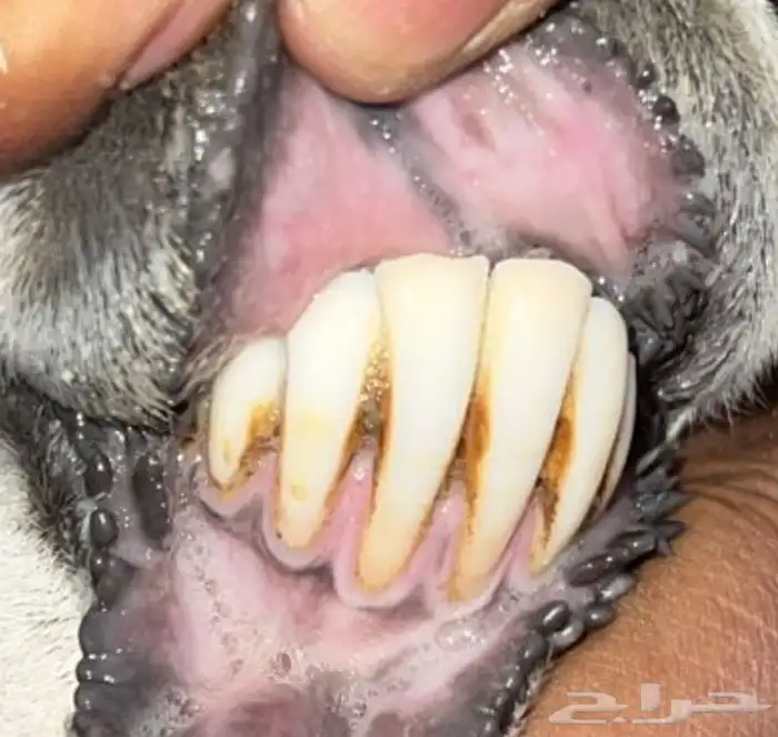 حريه متتبع فاخره 5