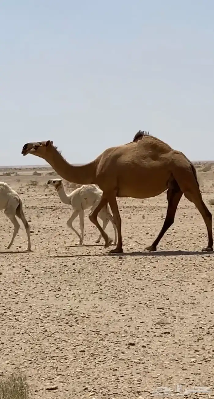 خلفه حمراء حمرا 0