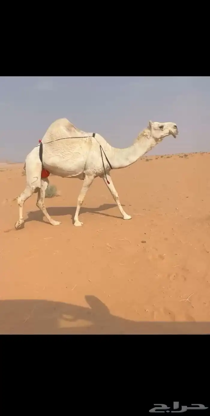 للبيع وضحاء وشعلا كفوو 2