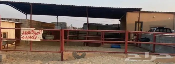 حوش ابل للايجار 0