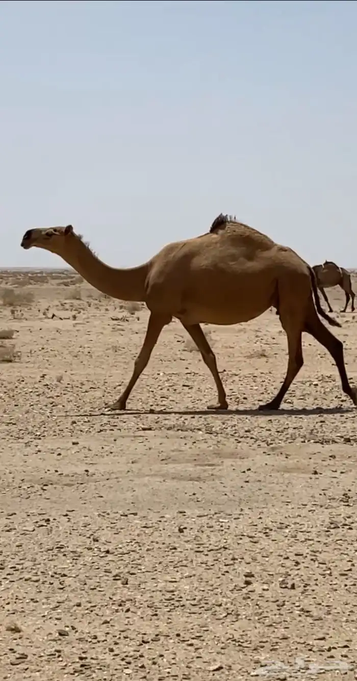 خلفه حمراء حمرا 1