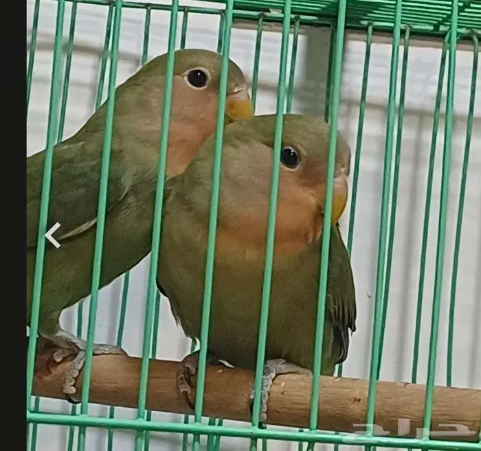 3 روز 280 ريال فقط 1