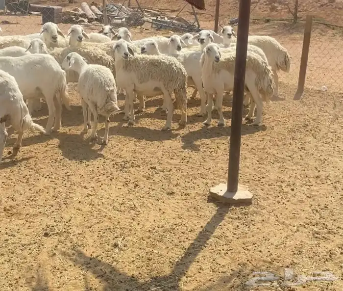 غنم حريات طيبه البيع 4