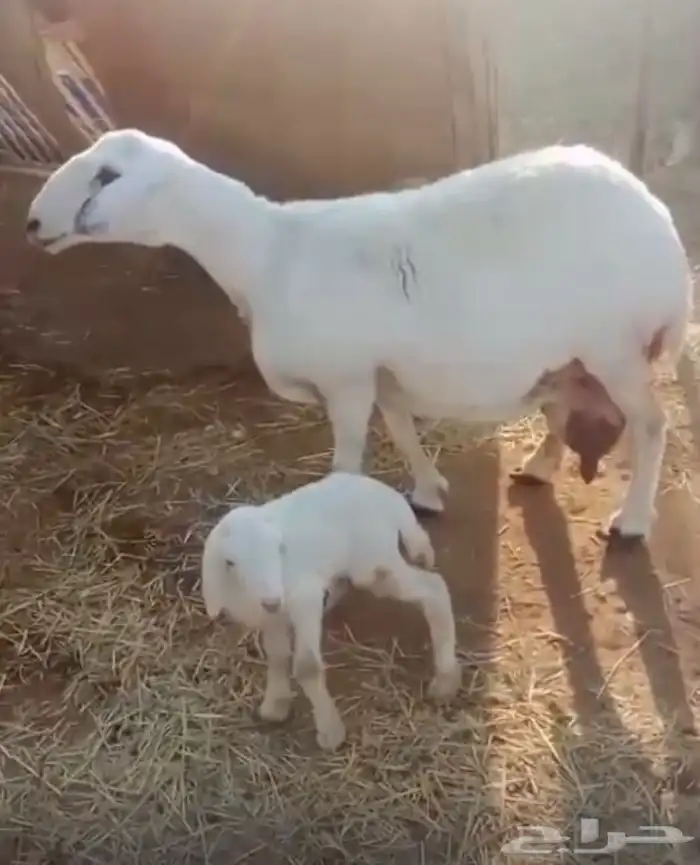 حريه متتبع فاخره 0